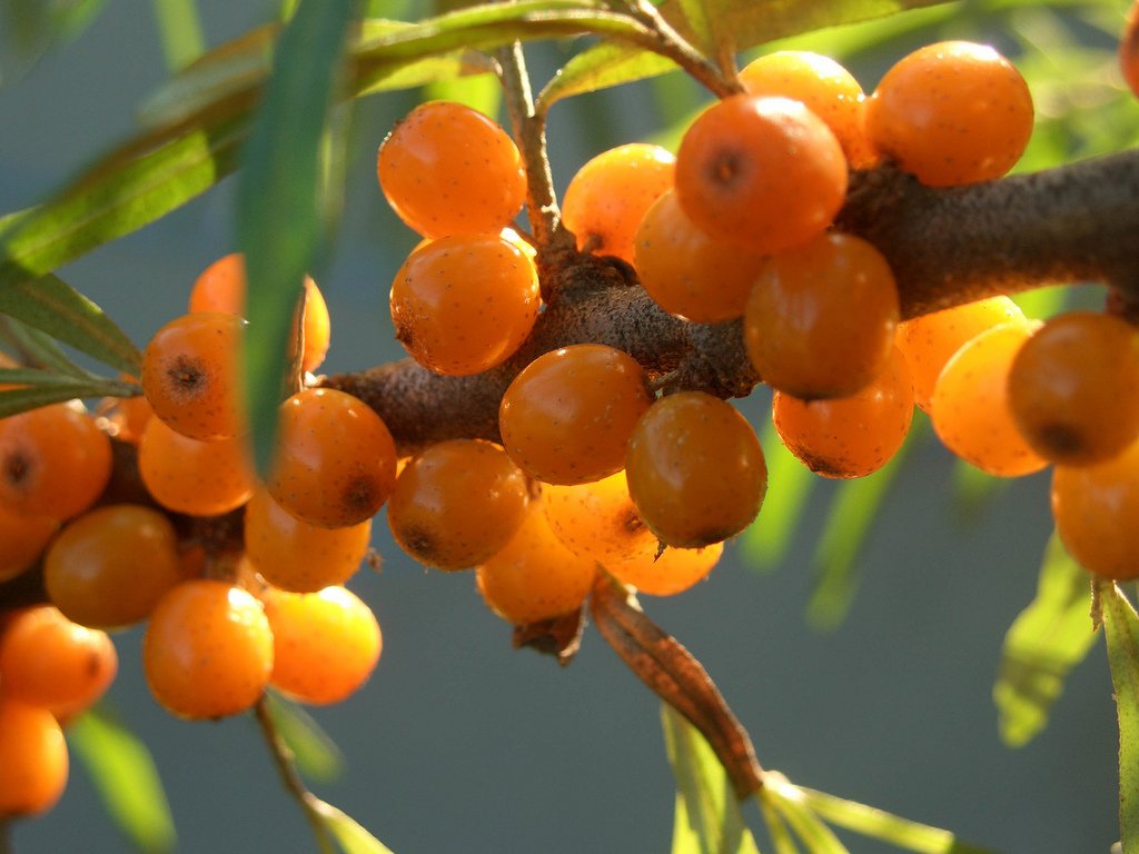 Sea Buckthorn Plant