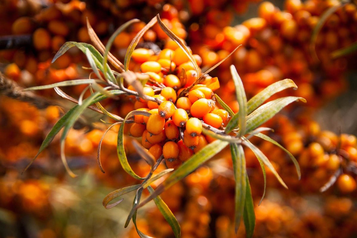 Sea Buckthorn Berries