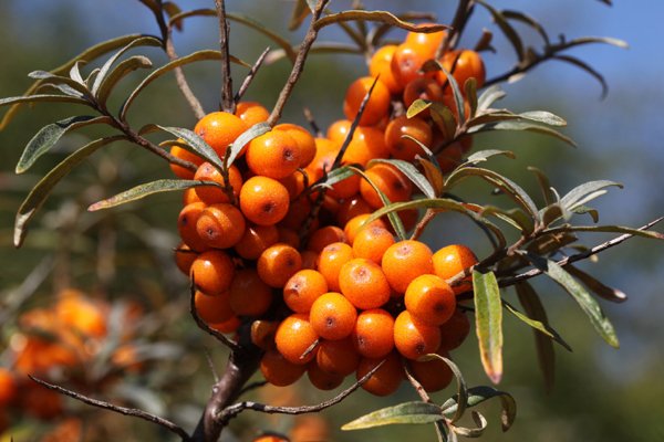Sea Buckthorn